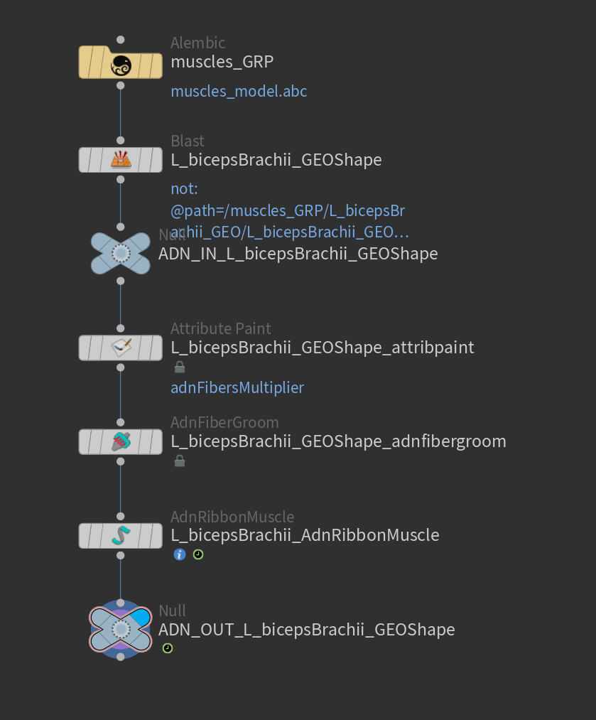 AdnRibbonMuscle example of network with attribpaint and AdnFiberGroom HDA