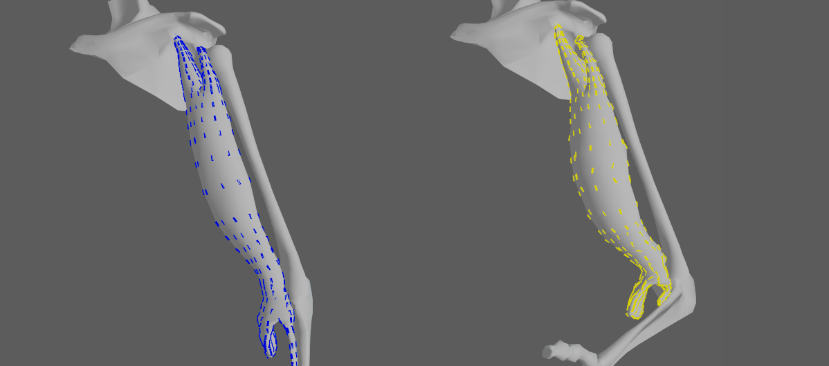 muscle fibers activation debug