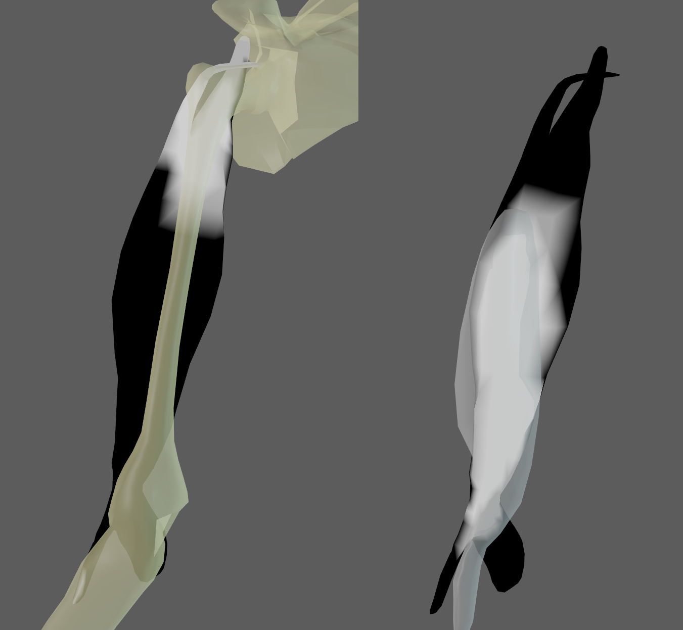 AdnMuscle example of slide on geometry with 2 targets