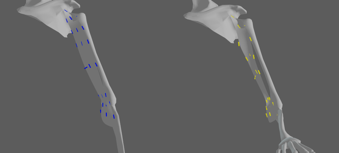 ribbon muscle fibers activation debug