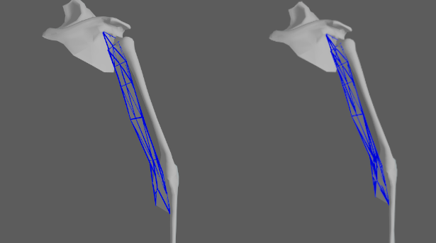 ribbon muscle editor shape preservation constraint debug