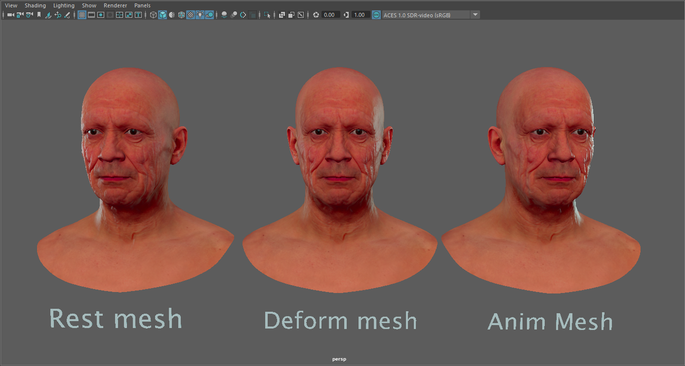 Basic setup for facial simulations