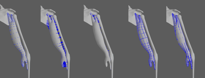 AdnMuscle debug